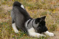 WMF4  , a female Akita for sale in Anza, CA – Photo 5 of 10