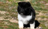 WMF4 , a female Akita for sale in Anza, CA – Photo 6 of 7