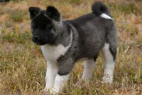 WMF4  , a female Akita for sale in Anza, CA – Photo 2 of 10