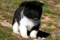 WMF4 , a female Akita for sale in Anza, CA – Photo 7 of 7