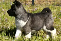 WMF4  , a female Akita for sale in Anza, CA – Photo 8 of 10