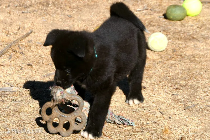 EOM3  – Akita puppy for sale in Anza, CA