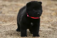 NTM1, a male Akita for sale in Anza, CA – 7 of 8