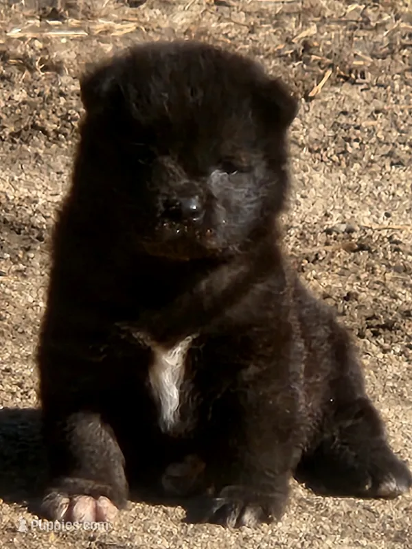RUGER – Akita puppy for sale in Anza, CA