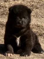 RUGER RESERVED, a male Akita for sale in Anza, CA – 1 of 10