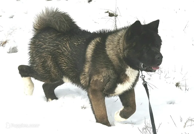 EOF4  – Akita puppy for sale in Anza, CA