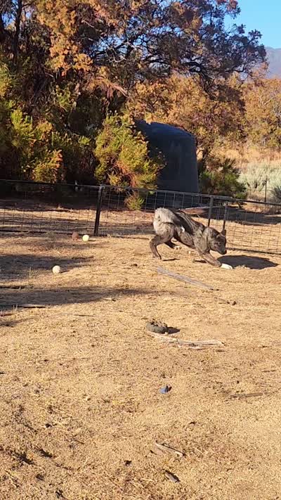 WMF2 , a female Akita for sale in Anza, CA – 8 of 8