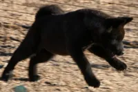 NTM1, a male Akita for sale in Anza, CA – 8 of 10