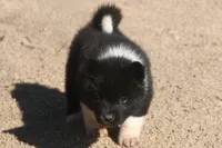 EOF1 HOLD, a female Akita for sale in Anza, CA – 8 of 10