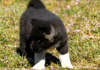 WMF3, a female Akita for sale in Anza, CA – Photo 7 of 10