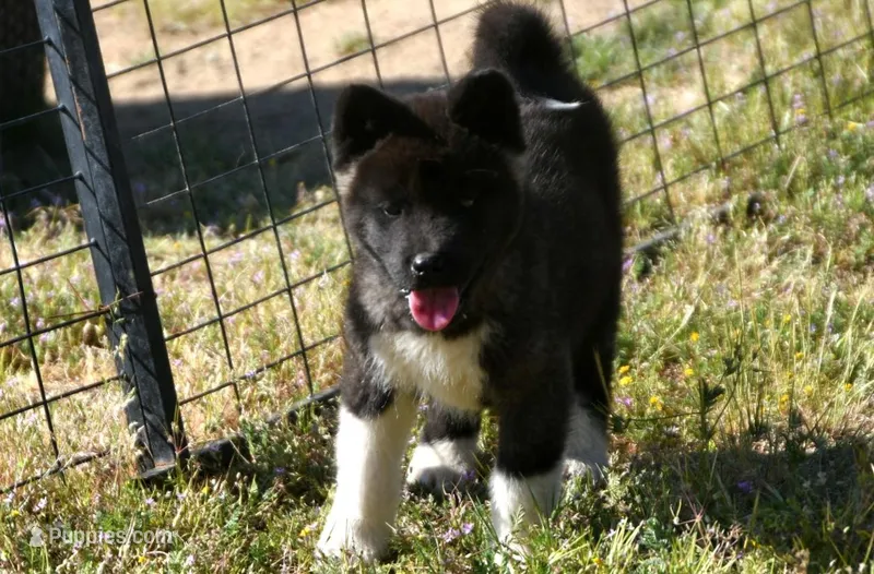 WMF3 – Akita puppy for sale in Anza, CA