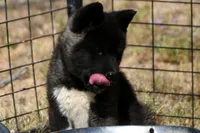 WMF3, a female Akita for sale in Anza, CA – Photo 2 of 10