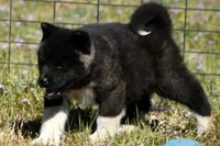 WMF3, a female Akita for sale in Anza, CA – Photo 10 of 10