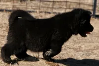 PKF1 , a female Akita for sale in Anza, CA – 4 of 10