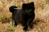 MIDNIGHT , a male Akita for sale in Anza, CA – 7 of 10