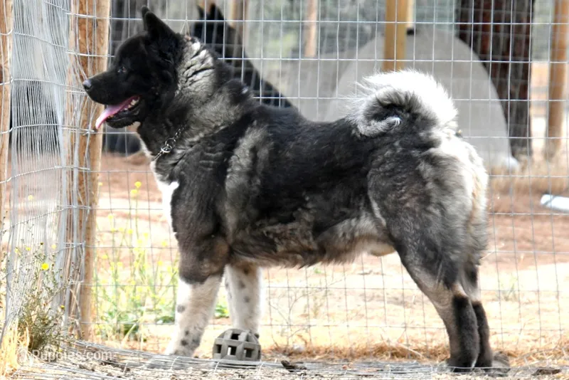 GLF3 – Akita puppy for sale in Anza, CA