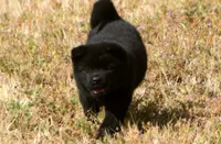 MIDNIGHT , a male Akita for sale in Anza, CA – 10 of 10