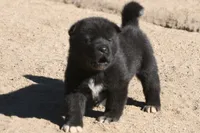 EOM3 , a male Akita for sale in Anza, CA – 4 of 10