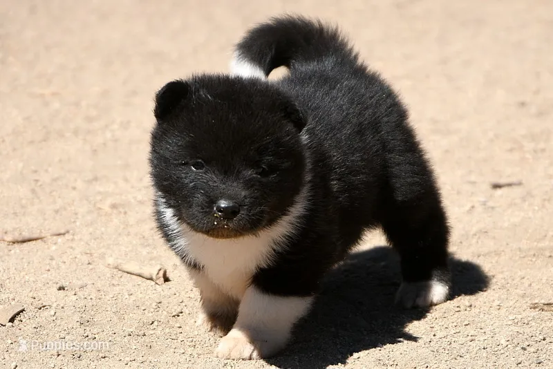 EOF0  – Akita puppy for sale in Anza, CA