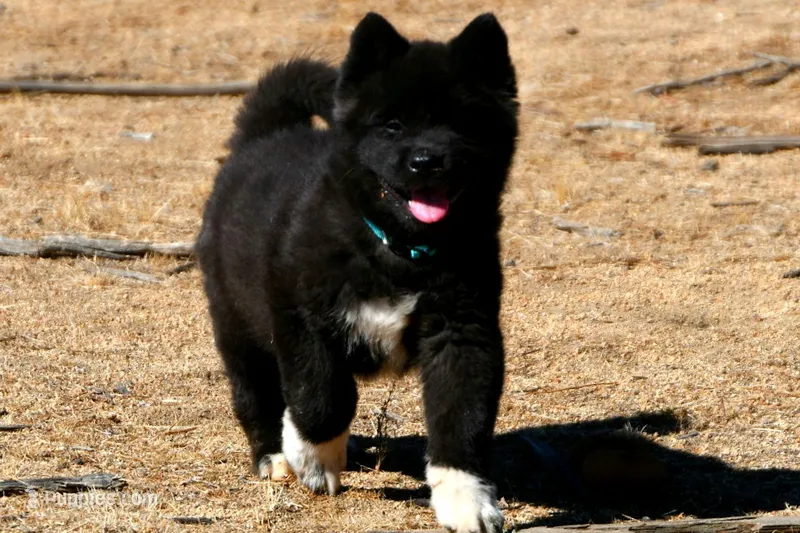MKM1 – Akita puppy for sale in Anza, CA