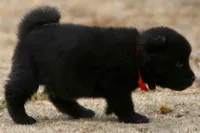 NTM1, a male Akita for sale in Anza, CA – 3 of 8