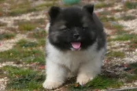 PWF1 LONG COAT, a female Akita for sale in Anza, CA – Photo 1 of 10