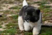 PWF1 LONG COAT, a female Akita for sale in Anza, CA – Photo 3 of 10