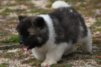 PWF1 LONG COAT, a female Akita for sale in Anza, CA – Photo 10 of 10