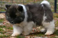 PWF1 LONG COAT, a female Akita for sale in Anza, CA – Photo 9 of 10