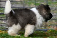 PWF1 LONG COAT, a female Akita for sale in Anza, CA – Photo 2 of 10