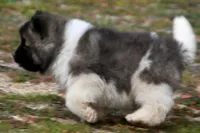 PWF1 LONG COAT, a female Akita for sale in Anza, CA – Photo 6 of 10