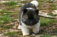 PWF1 LONG COAT, a female Akita for sale in Anza, CA – Photo 8 of 10