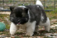 PWF1 LONG COAT, a female Akita for sale in Anza, CA – Photo 7 of 10