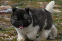 PWF1 LONG COAT, a female Akita for sale in Anza, CA – Photo 4 of 10