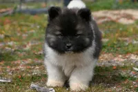 PWF1 LONG COAT, a female Akita for sale in Anza, CA – Photo 5 of 10