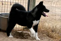 WMF3, a female Akita for sale in Anza, CA – 6 of 10
