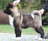 EOM2, a  Akita for sale in Anza, CA – 2 of 8