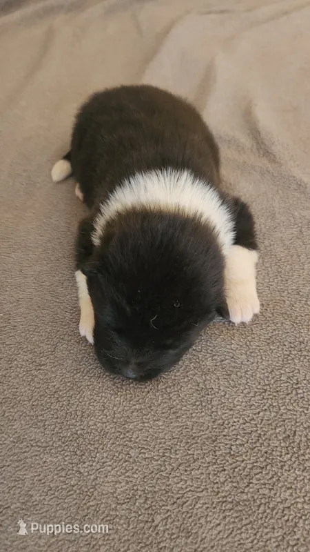 EOF0 HOLD – Akita puppy on hold in Anza, CA