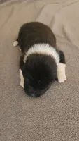 EOF0 HOLD, a female Akita for sale in Anza, CA – 1 of 10