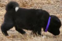 NTF2, a female Akita for sale in Anza, CA – 6 of 8