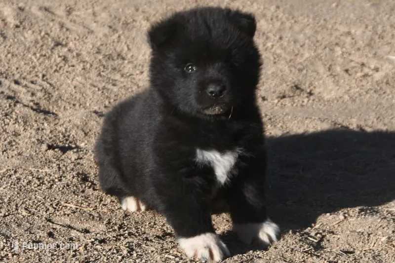 MKM1 – Akita puppy for sale in Anza, CA
