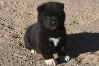 MKM1, a male Akita for sale in Anza, CA – 1 of 6