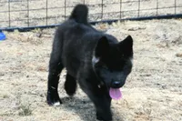 NTF1, a female Akita for sale in Anza, CA – 9 of 9