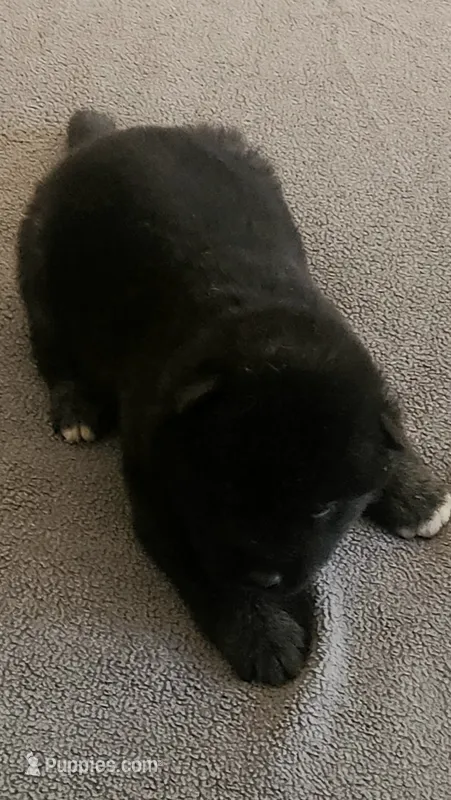 NTF0 – Akita puppy for sale in Anza, CA