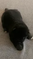 NTF0, a female Akita for sale in Anza, CA – 1 of 6