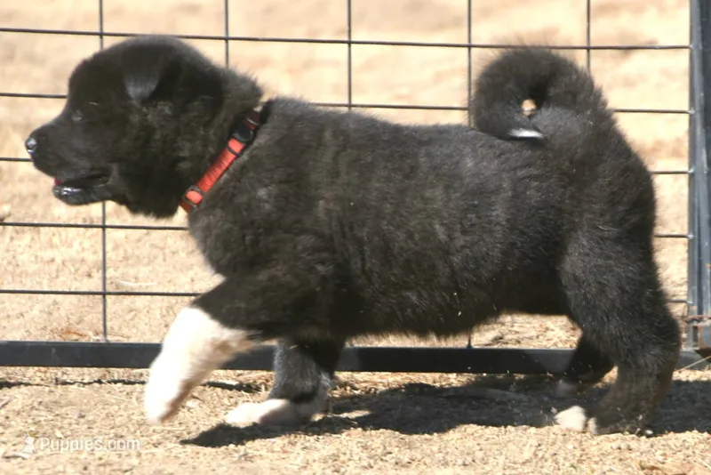 LFF1  – Akita puppy for sale in Anza, CA
