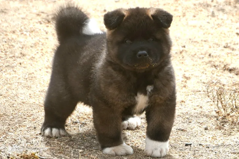 DMM1 – Akita puppy for sale in Anza, CA