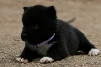 NTF4, a female Akita for sale in Anza, CA – 8 of 8