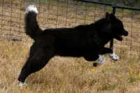 SRF3, a female Akita for sale in Anza, CA – Photo 4 of 10
