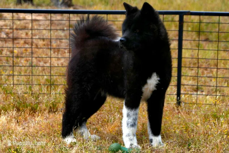 SRF3 – Akita puppy for sale in Anza, CA